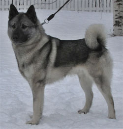 Kamu - Male Norwegian Elkhound