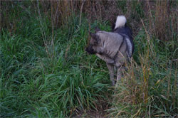 Karu - Male Norwegian Elkhound