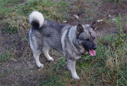 Karu - Norwegian Elkhound