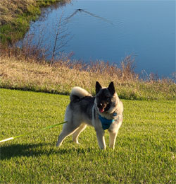 Ozzi Norwegian Elkhound Male