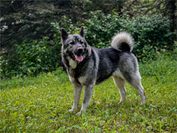 Revna Ancient Lineage Elkhound Female