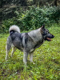 Revna Ancient Lineage Elkhound Female