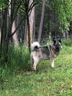 Rita Female Norwegian Elkhound