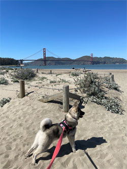 Solveig Norwegian Elkhound Female