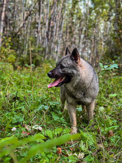 Varja Ancient Lineage Elkhound Female