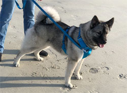 Marcia and Koda on beach