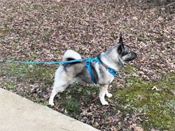 Norwegian Elkhound Male Koda Kamia Kennels