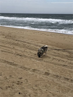 Koda on the sand at the beach