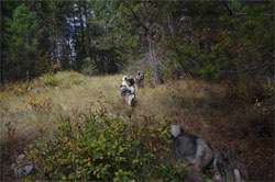 Koda training with the big dogs