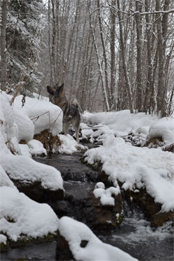 Jaegar Elkhound Male in Creek in Winter