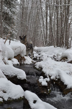 Jaegar Elkhound Male