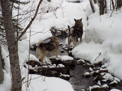 Jaegar and Kai survey the creek