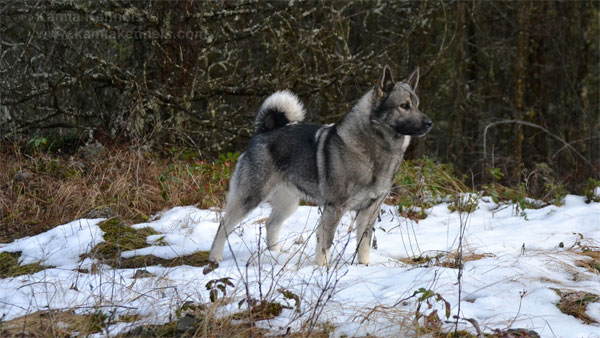 Jaegar - Male Norwegian Elkhound