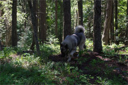 Leif Norwegian Elkhound Male