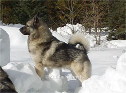 Leif Norwegian Elkhound Male