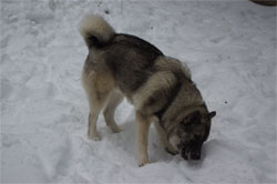 Leif, Male Elkhound