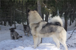 Leif Norwegian Elkhound Male