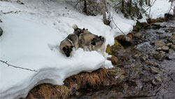 Leif Tuva and Tekla, 3 Amazing Norwegian Elkhounds