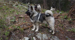 MANE ELKHOUND MALE