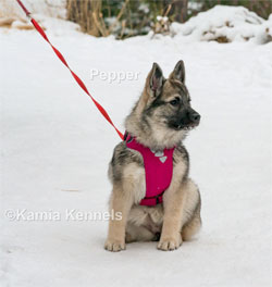 Pepper, Norwegian Elkhound daughter of Leif and Kai