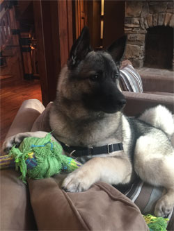 Torleif, Son of Leif and Tuva - Norwegian Elkhound Male