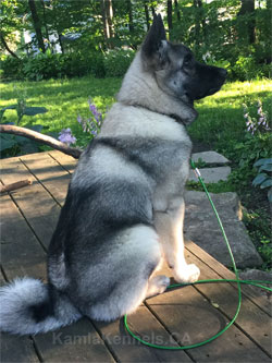 Torleif, Son of Leif and Tuva - Norwegian Elkhound Male
