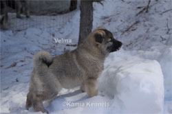 Velma - Norwegian Elkhound Female Daughter of Leif
