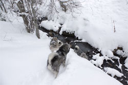 Takoda Premier Elkhound Male