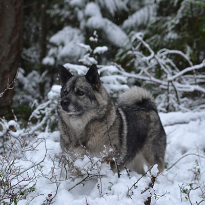 elkhounds female