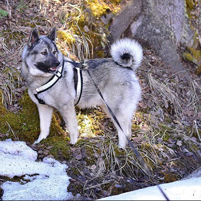 elkhound photo gallery