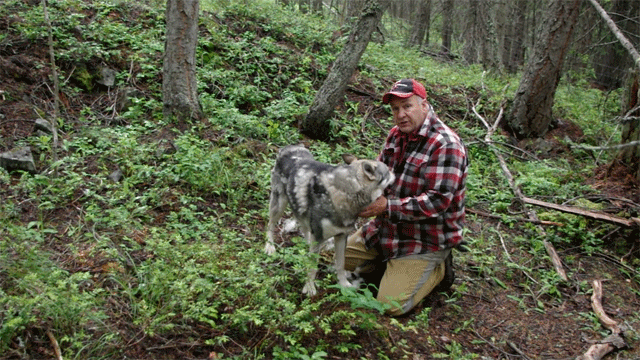 Ark and Brushing