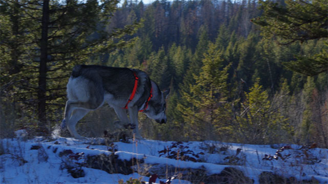 Ark Swedish Elkhound