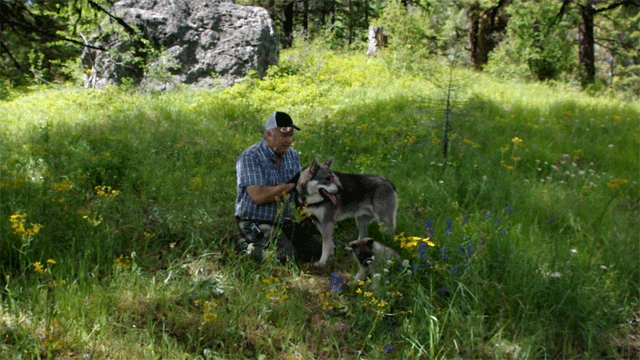 Ark Male Elkhound