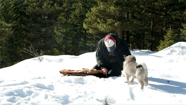 Viking Male Elkhound