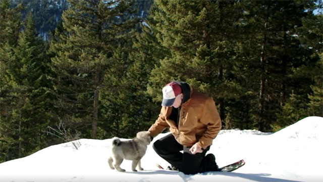 Vitnir Male Elkhound