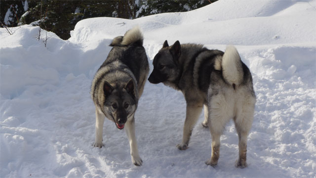 Elkhound Siblings MANE and Luna