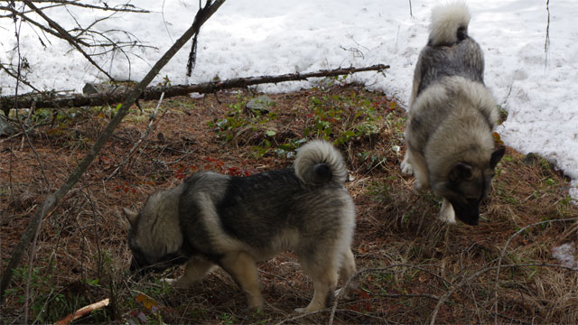 MANE and Leif with pups