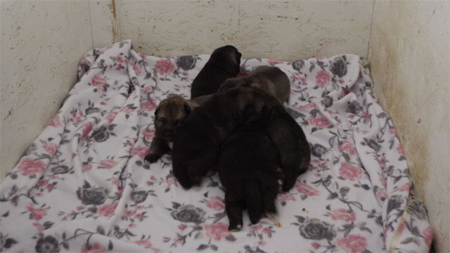 MANE's Norwegian Elkhound Puppies