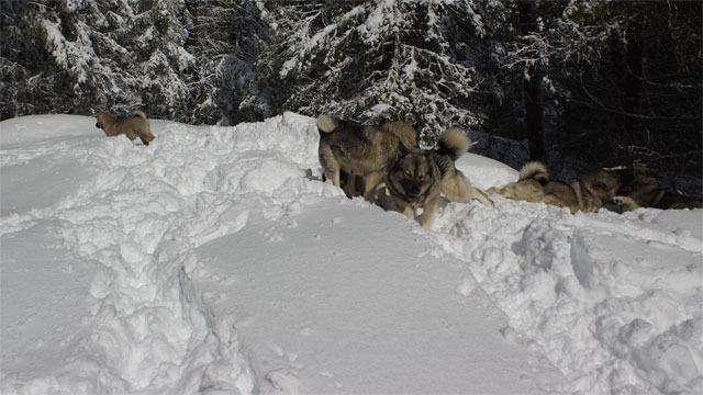 A Norwegian Elkhound Family