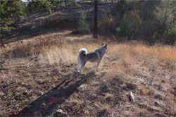 Luna, high country hiking