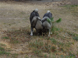 MÂNE and Jaegar Elkhound Stud Males