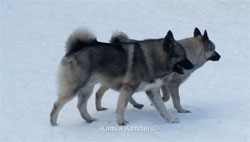 MÂNE and Kalia - first litter coming