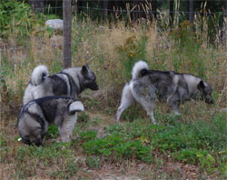 MÂNE's Brother Jaegar, and Phoenix