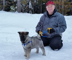 MANE Elkhound Stud Male