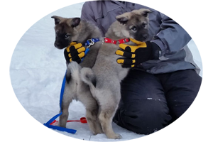 Mane and Luna Elkhound Siblings