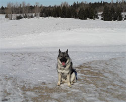 Rigel Norwegian Elkhound Male Son of Kamp