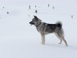 Teeka - Daughter of Bram and Tora