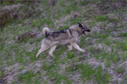 Teeko Elkhound Stud Male