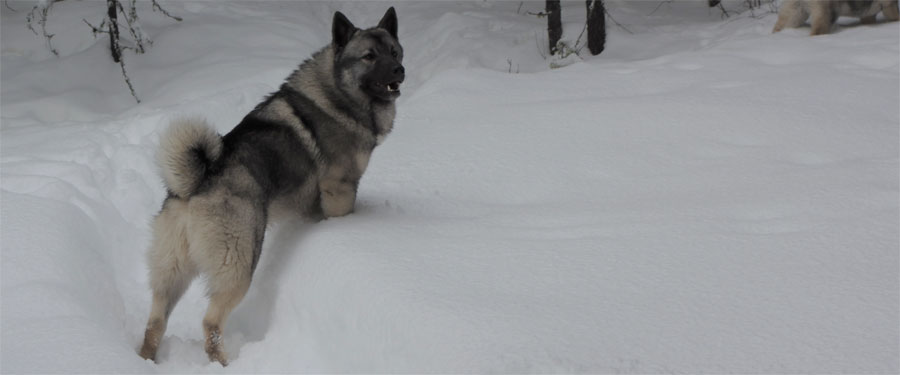 MANE Elkhound Male