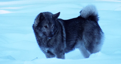 Jaegar Dark Elkhound